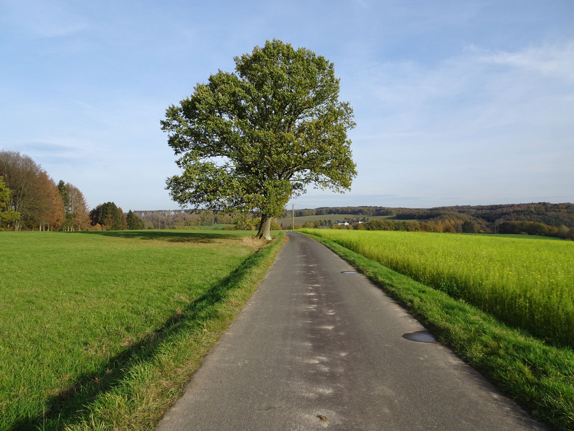 Feldweg 50Pix